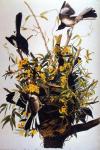 Northern Mockingbird, Audubon 1827.jpeg